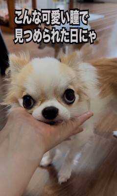 『犬の面倒なんて見ないぞ』と思っていた昭和のおじさんがワンコを飼ったら…まさかの光景が4万再生「うちの主人をみたいｗ」「甘々で草」