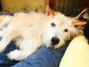 歩けなくなって2年が経ったおばあちゃん犬→車椅子に反応したので、乗せてみた結果…思わず泣ける『素敵な展開』に感動「嬉しそう」「涙出た」