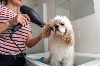 愛犬を『お風呂嫌い』にさせる3つの原因　飼い主が気をつけたいNG行為から改善策まで
