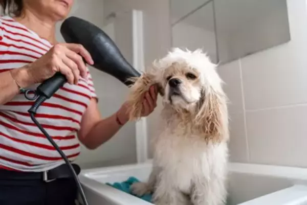 愛犬を『お風呂嫌い』にさせる3つの原因　飼い主が気をつけたいNG行為から改善策まで