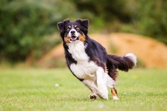 犬の『知られざる能力』5選　人間よりも優れた才能や日常で活かせるタイミングまで解説