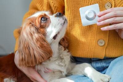 犬の『知られざる能力』5選　人間よりも優れた才能や日常で活かせるタイミングまで解説