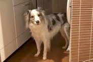 『世界一賢い犬種』夜、台所から音がするので見てみると犬がいて…もはや人間？賢すぎるやり取りが68万再生「一生懸命聞いてる」「びっくり」