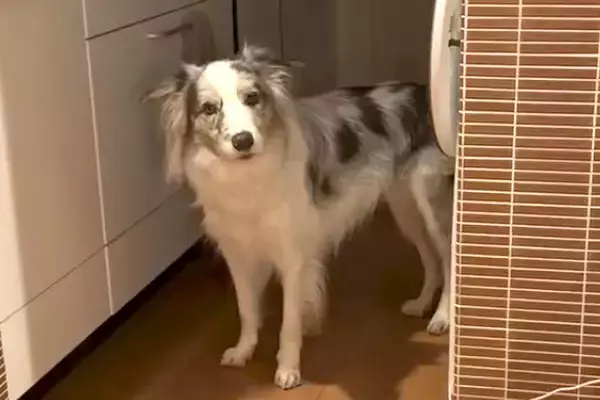 『世界一賢い犬種』夜、台所から音がするので見てみると犬がいて…もはや人間？賢すぎるやり取りが68万再生「一生懸命聞いてる」「びっくり」