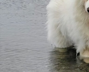 湖で『今日はお魚がいない』とガッカリする大型犬→わかりやす過ぎる『しょんぼり顔』に4万いいね「本当にガッカリしてて草」「まゆげが良いｗ」