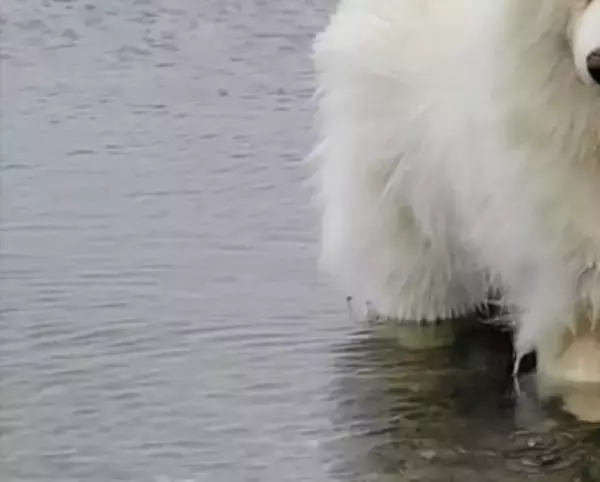 湖で『今日はお魚がいない』とガッカリする大型犬→わかりやす過ぎる『しょんぼり顔』に4万いいね「本当にガッカリしてて草」「まゆげが良いｗ」