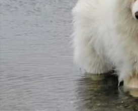 湖で『今日はお魚がいない』とガッカリする大型犬→わかりやす過ぎる『しょんぼり顔』に4万いいね「本当にガッカリしてて草」「まゆげが良いｗ」