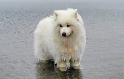 湖で『今日はお魚がいない』とガッカリする大型犬→わかりやす過ぎる『しょんぼり顔』に4万いいね「本当にガッカリしてて草」「まゆげが良いｗ」