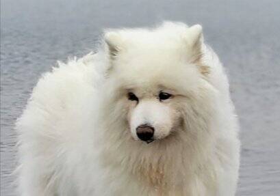 湖で『今日はお魚がいない』とガッカリする大型犬→わかりやす過ぎる『しょんぼり顔』に4万いいね「本当にガッカリしてて草」「まゆげが良いｗ」