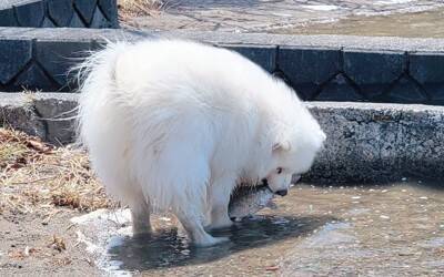 湖で『今日はお魚がいない』とガッカリする大型犬→わかりやす過ぎる『しょんぼり顔』に4万いいね「本当にガッカリしてて草」「まゆげが良いｗ」