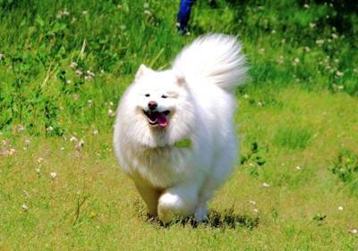 湖で『今日はお魚がいない』とガッカリする大型犬→わかりやす過ぎる『しょんぼり顔』に4万いいね「本当にガッカリしてて草」「まゆげが良いｗ」