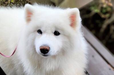 湖で『今日はお魚がいない』とガッカリする大型犬→わかりやす過ぎる『しょんぼり顔』に4万いいね「本当にガッカリしてて草」「まゆげが良いｗ」