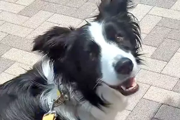 病院を頑張った犬に『好きなもの食べていいよ』と伝えた結果→どこへ行くのかと思いきや…まさかの『グルメすぎる光景』が12万再生「賢すぎｗ」