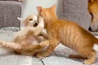 2匹の子猫が遊んでいたら『ぼくも混ざりたい』と犬が近づいて…一生懸命『仲間入り』しようとする光景が43万再生「健気」「表情がたまらない」