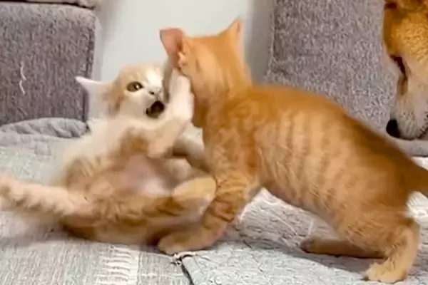 2匹の子猫が遊んでいたら『ぼくも混ざりたい』と犬が近づいて…一生懸命『仲間入り』しようとする光景が43万再生「健気」「表情がたまらない」