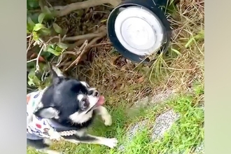 超ビビリな犬が『地面にあるライト』を発見した瞬間…100点満点な『リアクション』が12万再生「え、なにかわいい」「腰抜かしてるｗｗ」