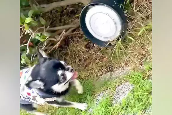超ビビリな犬が『地面にあるライト』を発見した瞬間…100点満点な『リアクション』が12万再生「え、なにかわいい」「腰抜かしてるｗｗ」