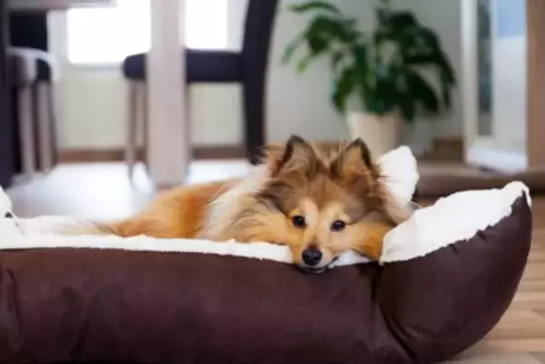 『キレイ好きな犬』の共通点5選　主な特徴や愛犬にとって快適な環境づくりの方法まで