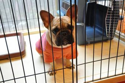 『キレイ好きな犬』の共通点5選　主な特徴や愛犬にとって快適な環境づくりの方法まで