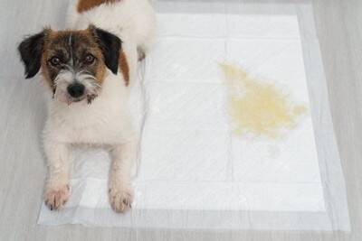 『キレイ好きな犬』の共通点5選　主な特徴や愛犬にとって快適な環境づくりの方法まで