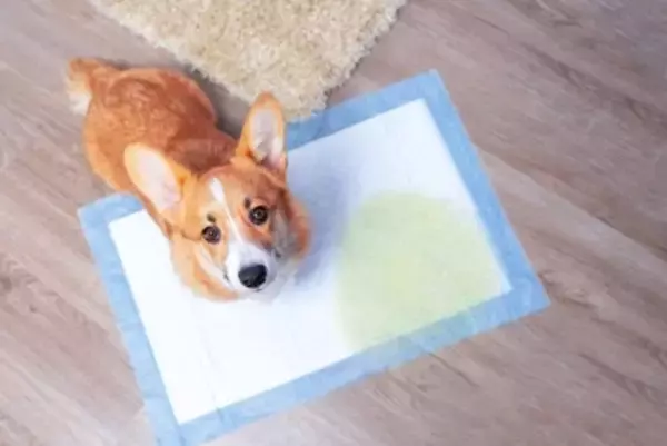 犬の『おしっこ』一日の適切な回数とは？注意すべき排泄量や病気のサインまで