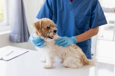 犬の『おしっこ』一日の適切な回数とは？注意すべき排泄量や病気のサインまで
