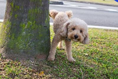 犬の『おしっこ』一日の適切な回数とは？注意すべき排泄量や病気のサインまで