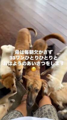 朝、寝坊したら『33匹の保護犬』が…とんでもなく愛おしい『わちゃわちゃな出待ち』が19万再生「小学校みたいｗ」「みんな必死で可愛い」
