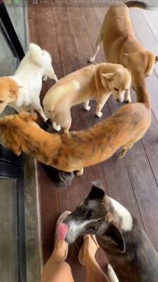 朝、寝坊したら『33匹の保護犬』が…とんでもなく愛おしい『わちゃわちゃな出待ち』が19万再生「小学校みたいｗ」「みんな必死で可愛い」