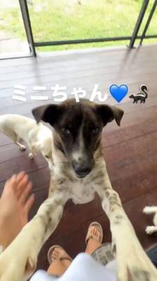 朝、寝坊したら『33匹の保護犬』が…とんでもなく愛おしい『わちゃわちゃな出待ち』が19万再生「小学校みたいｗ」「みんな必死で可愛い」