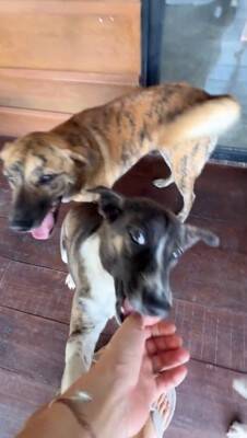 朝、寝坊したら『33匹の保護犬』が…とんでもなく愛おしい『わちゃわちゃな出待ち』が19万再生「小学校みたいｗ」「みんな必死で可愛い」