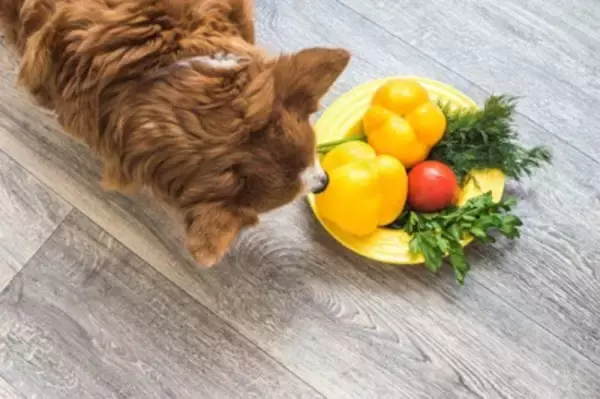 犬に絶対NGな『夏野菜』2選　中毒を引き起こす危険な食材とは？誤食させないための対策まで