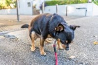 犬のウンチが臭すぎるときに考えられる『5つの病気』今すぐ病院へ行くべきサインまで