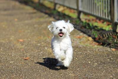 犬のウンチが臭すぎるときに考えられる『5つの病気』今すぐ病院へ行くべきサインまで