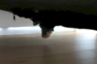 家の中で『犬が行方不明』に…探し回り、ようやく見つけた結果→予想の遥か上を行く『衝撃の光景』が77万再生「ホラーすぎｗ」「顔浮いてて草」