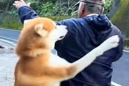 『子犬の頃から遊んでもらっていたおじさん』に遭遇した秋田犬→自分の大きさを分かっていない光景が15万再生「ダイナミック愛」「可愛すぎ」