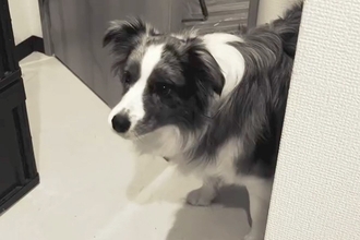 なぜか突然吠えだした犬→『何かに怯えているのかな』と思ったら…まさかの『可愛すぎる光景』が38万再生「怖かったよねｗ」「わかるの賢い」