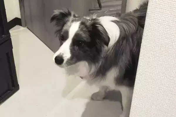 なぜか突然吠えだした犬→『何かに怯えているのかな』と思ったら…まさかの『可愛すぎる光景』が38万再生「怖かったよねｗ」「わかるの賢い」