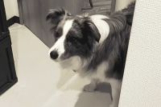 なぜか突然吠えだした犬→『何かに怯えているのかな』と思ったら…まさかの『可愛すぎる光景』が38万再生「怖かったよねｗ」「わかるの賢い」