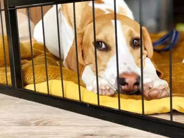 犬が不安になってしまう『留守番環境』５選　外出前に必ずすべき安全対策とは？