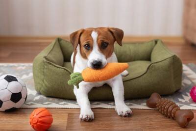 犬が不安になってしまう『留守番環境』５選　外出前に必ずすべき安全対策とは？