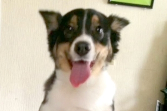 『子供が怖がるからもう飼えない』と捨てられた犬…言葉を失う過去と『11年後の現在』に涙が止まらないと66万再生「泣ける」「素敵な犬生を」