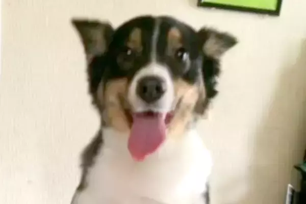 『子供が怖がるからもう飼えない』と捨てられた犬…言葉を失う過去と『11年後の現在』に涙が止まらないと66万再生「泣ける」「素敵な犬生を」