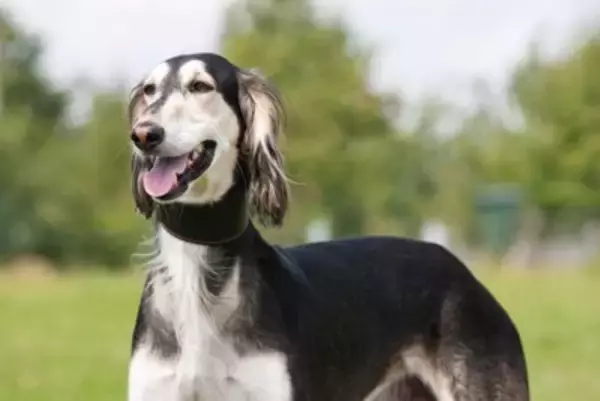 『美しい見た目をしている犬種』5選 　容姿端麗なワンコの特徴や飼う前に知っておくべきことまで
