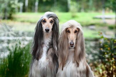 『美しい見た目をしている犬種』5選 　容姿端麗なワンコの特徴や飼う前に知っておくべきことまで