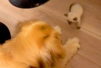 仕事終わり、捨てられていた『極小子猫』を発見→保護後に大型犬と会わせた結果…尊すぎる『初対面』に反響「優しい世界」「戸惑ってて可愛い」