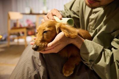 犬が『ストレス』を感じるお世話4選　愛犬に悪影響を与える飼い主の過剰行動とは？