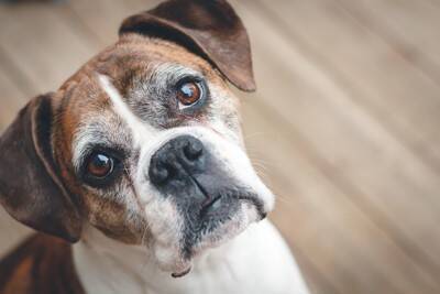 犬は『ジェスチャー』を使うことがあるの？意思表示や要求があるときにみせる行動とは