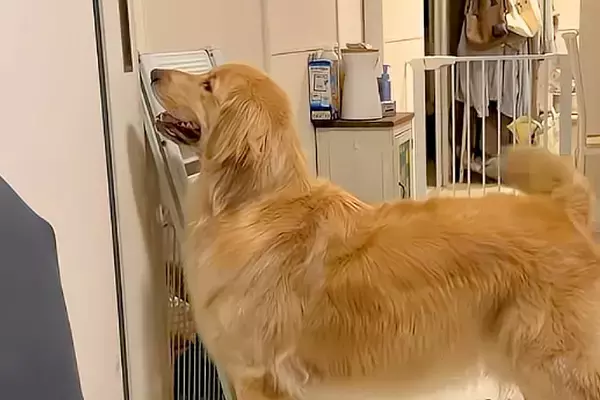 久しぶりに友人がお泊りに来る日→大型犬がドアの前でソワソワして…大好きが爆発している『再会の瞬間』が50万再生「羨まし過ぎ」「最高です」