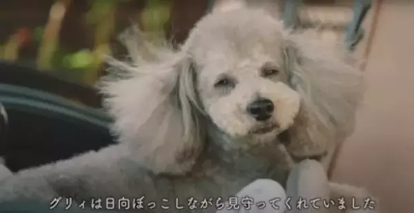 犬が『赤ちゃん用マット』に乗った結果…まさかの『自分のもの』と勘違いする様子が7万再生「可愛いｗ」「ねんねしてみたかったんだね」の声